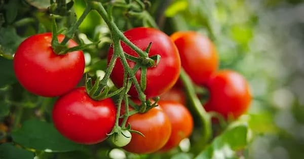 تصویر 1 از خرید و قیمت گوجه فرنگی + فروش عمده